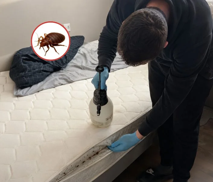 Technicien traitant un matelas contre les punaises de lit à Mareuil-lès-Meaux
